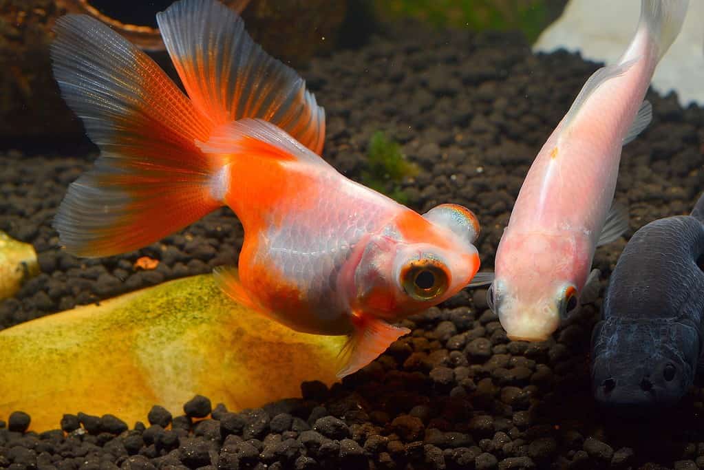 Every Type of Goldfish: Color, Size and Care Tips