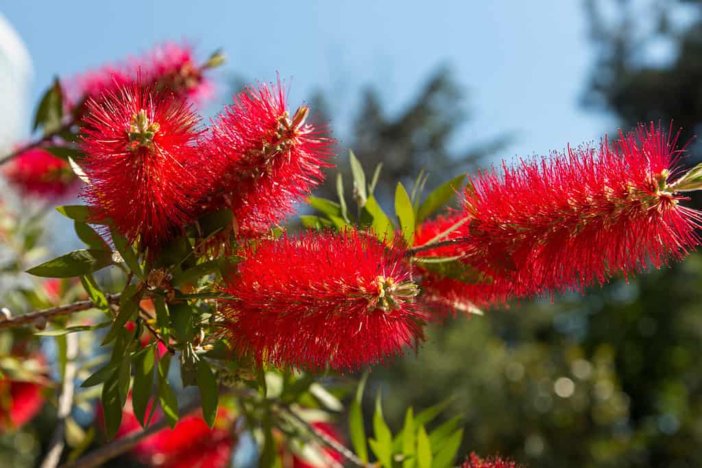 10 Gorgeous Red Flowering Trees in Florida