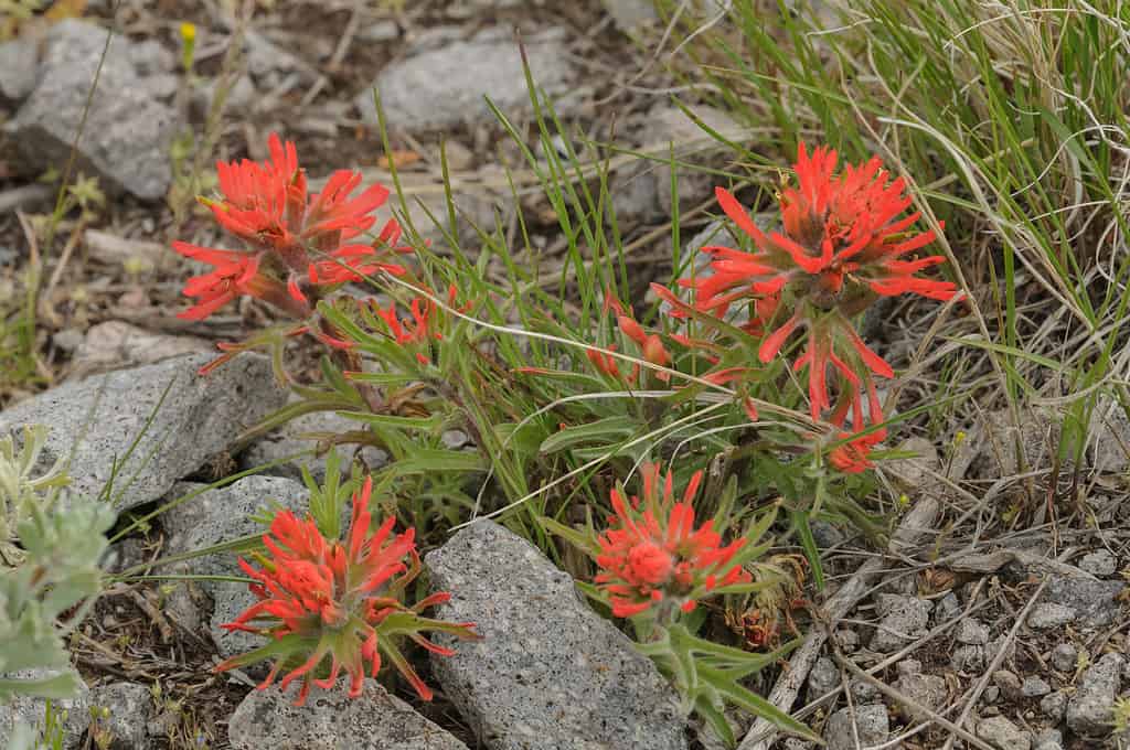 25 Beautiful Types of Orange Wildflowers