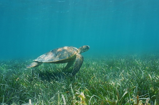 The Importance of Seagrass Beds and the Animals You'll See There