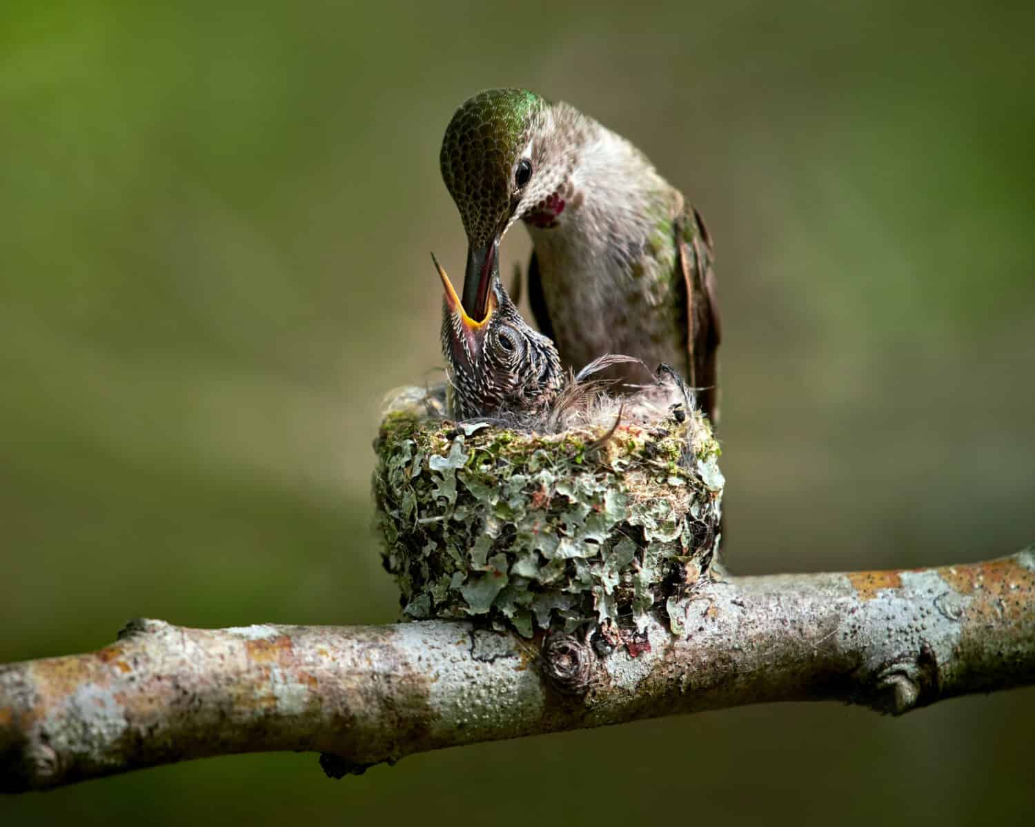 Discover What Baby Hummingbirds Eat