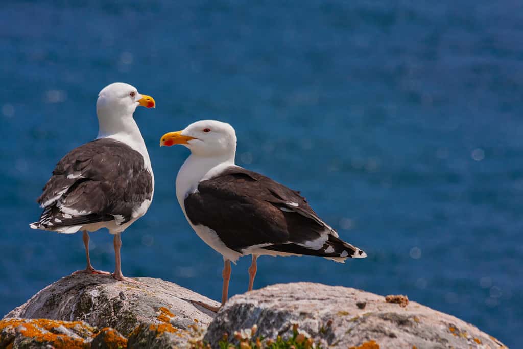 Male vs Female Seagulls: 5 Key Differences