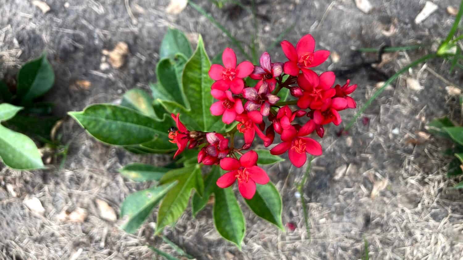 10 Gorgeous Red Flowering Trees in Florida