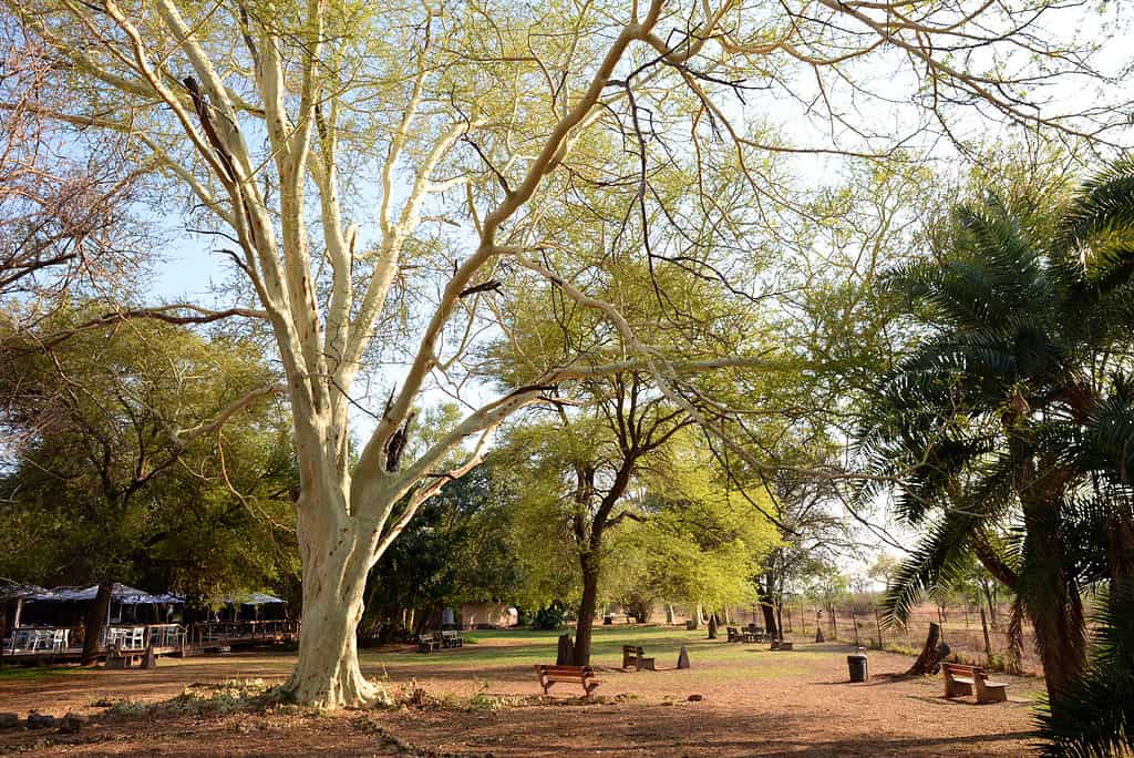 6 Incredible Trees That Thrive In the Savana