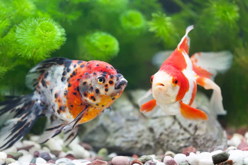 Every Type of Goldfish: Color, Size and Care Tips