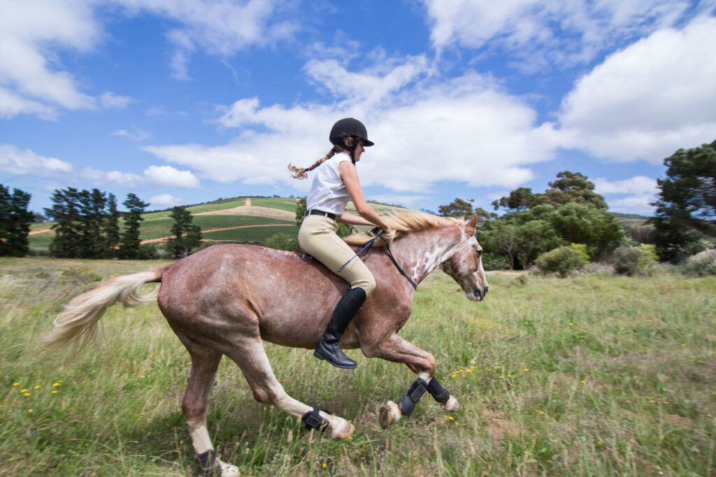 Horse Colors: The Complete List From Rarest to Most Common