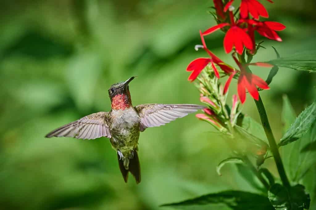 The 11 Most Colorful Fall-Blooming Flowers in Ohio