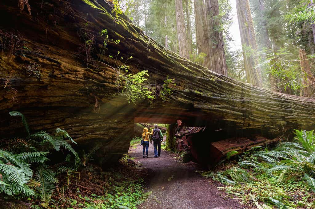 The 16 Best Places to See Towering Redwood Trees in California