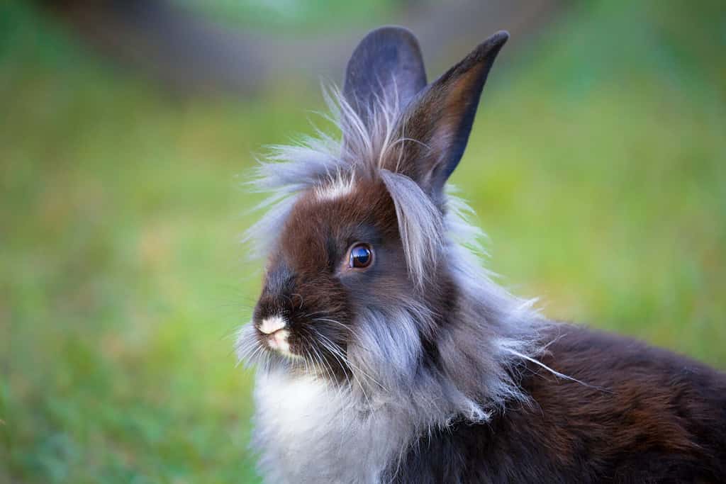 Lionhead Rabbit Lifespan: How Long Do Lionhead Rabbits Live?