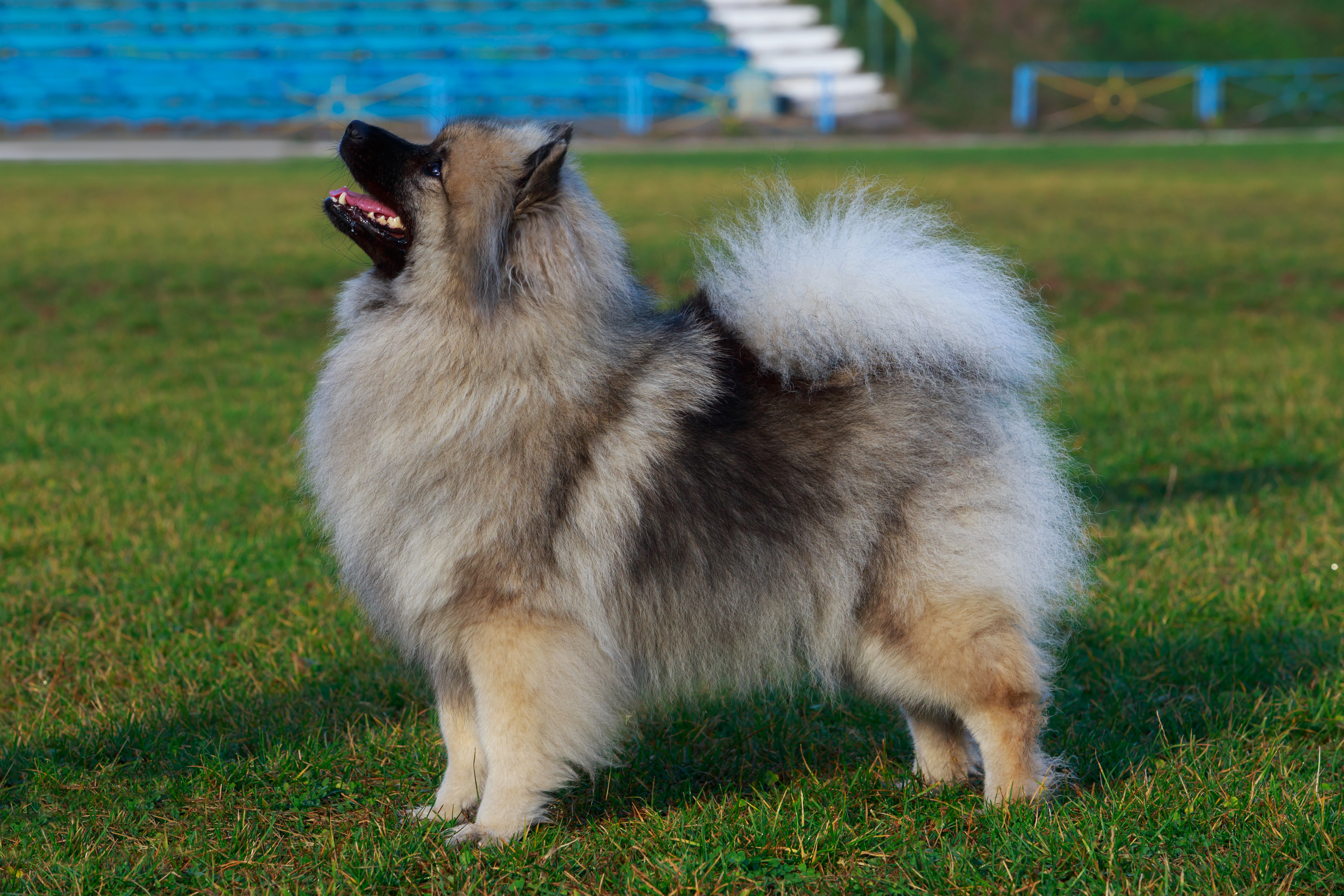 Keeshond Colors: Rarest to Most Common