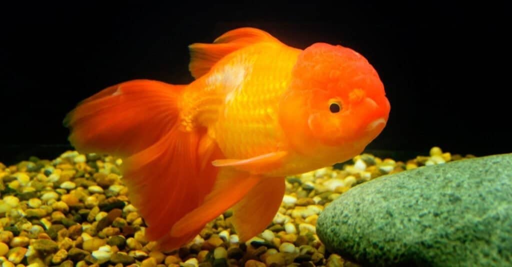 Every Type of Goldfish: Color, Size and Care Tips