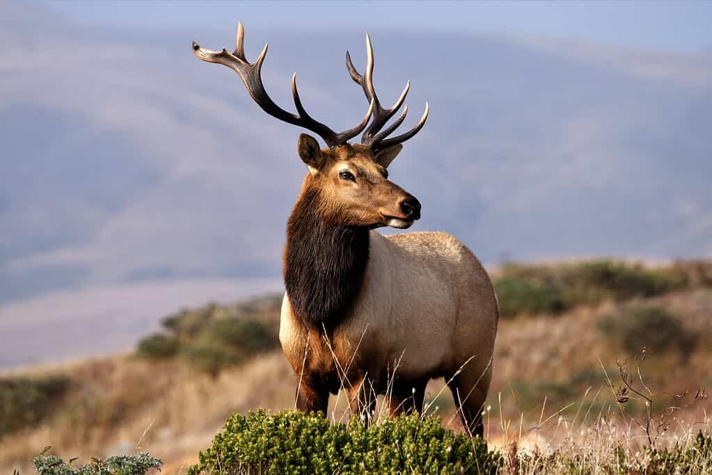 The Largest American Elk Ever Caught in Oklahoma