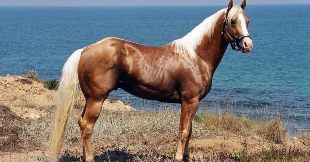 American Quarter Horse: Origin, Size, Appearance, and More!