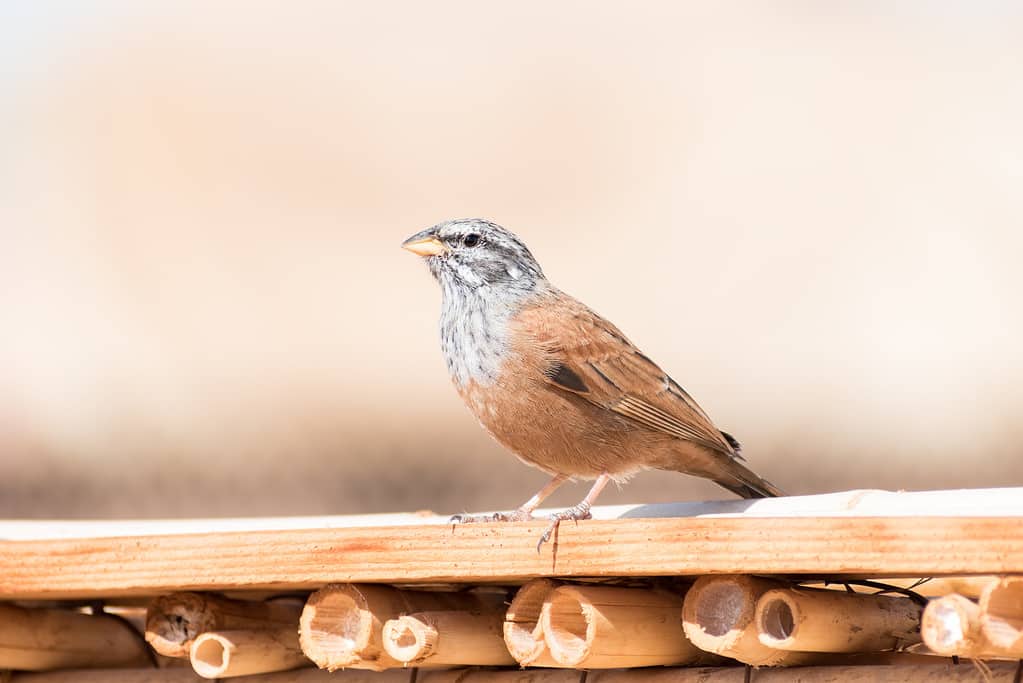 8 Amazing Birds That Call the Sahara Desert Their Home