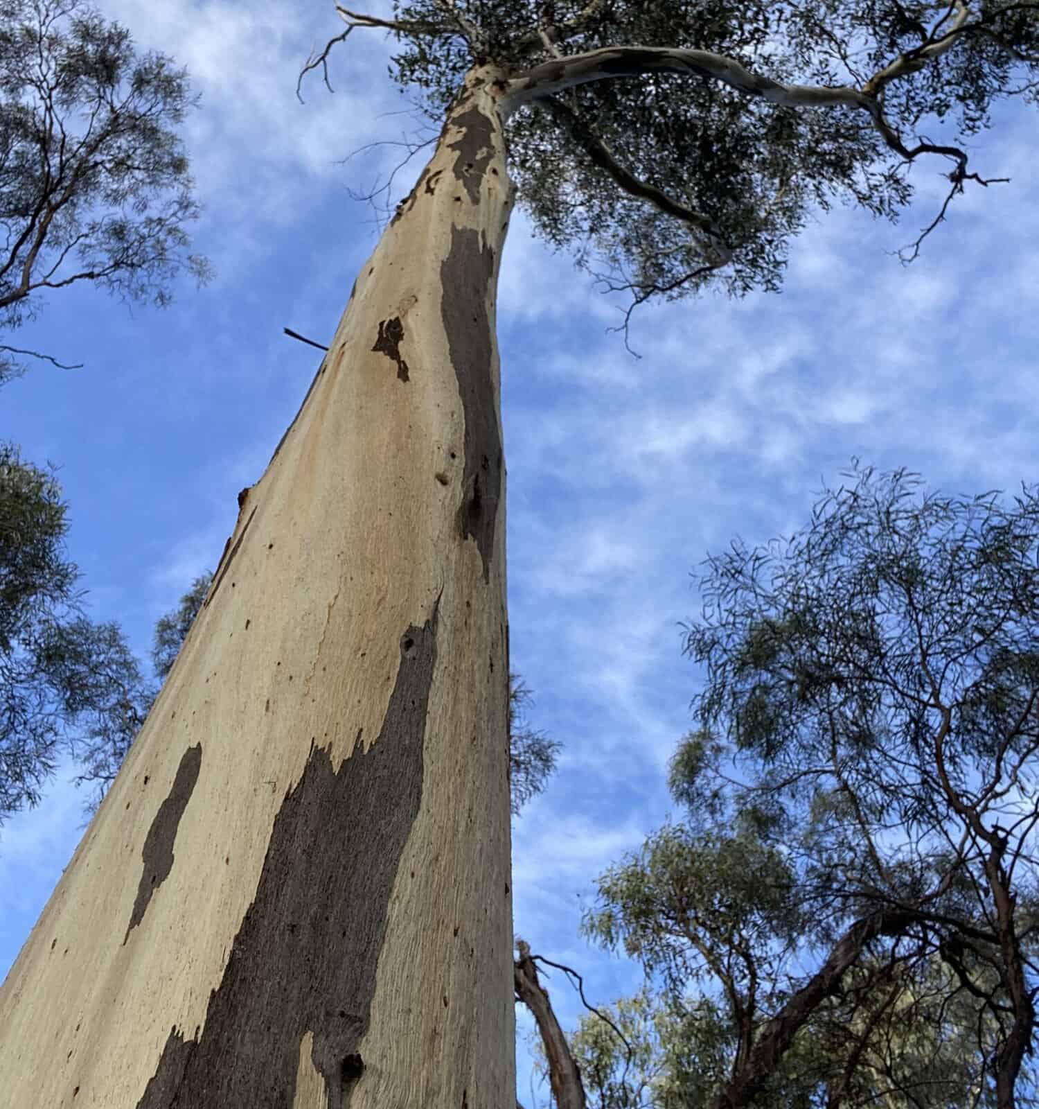 Redwood vs. Manna Gum Tree: 6 Differences Between These Towering Giants