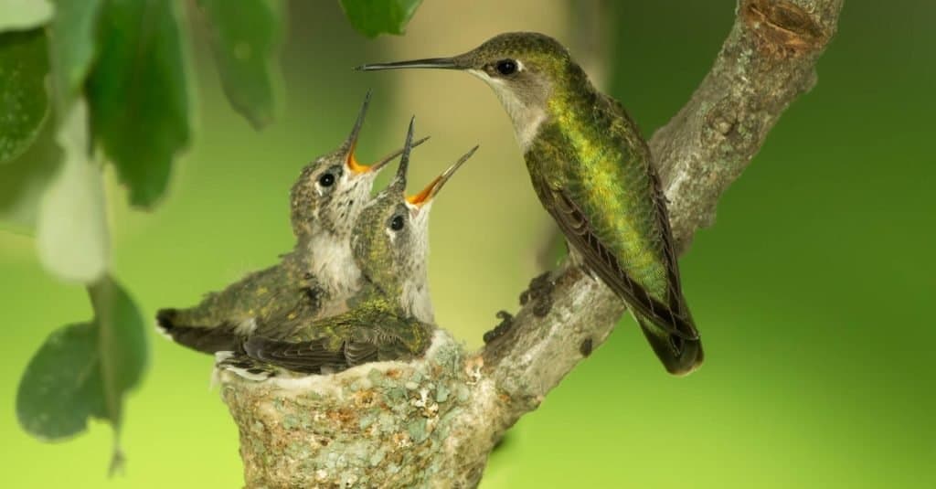 Your Complete Hummingbird Nests Guide