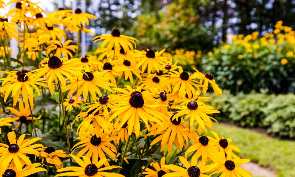 The 11 Most Colorful Fall-Blooming Flowers in Ohio