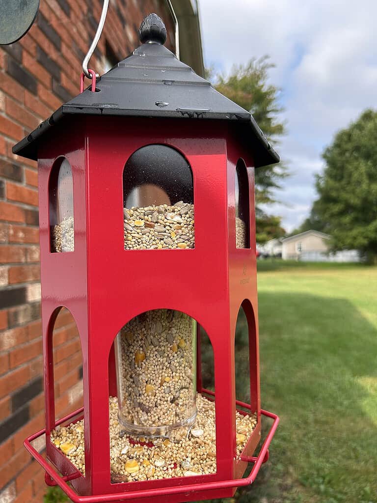 What Do Birds Eat in the Winter? 5 Common Foods