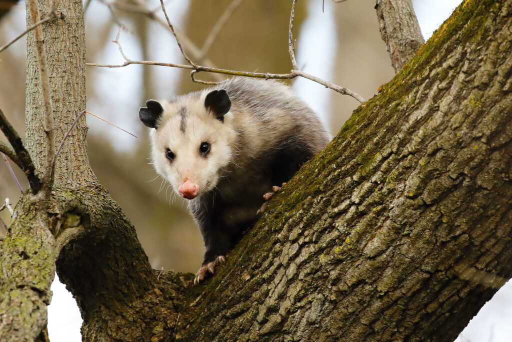 The Complete List of 38 Animals With Webbed Feet