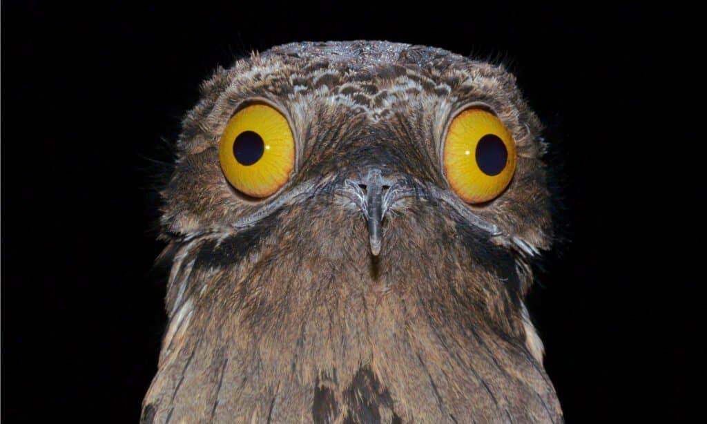 Potoo Vs. Great Potoo: 5 Key Differences About This Strange Bird