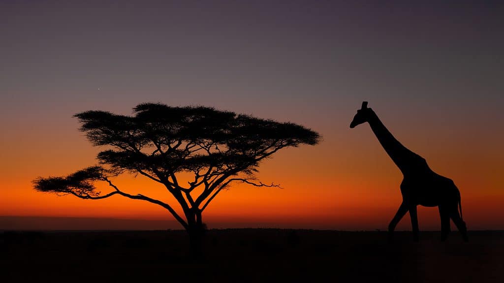 6 Incredible Trees That Thrive In the Savana