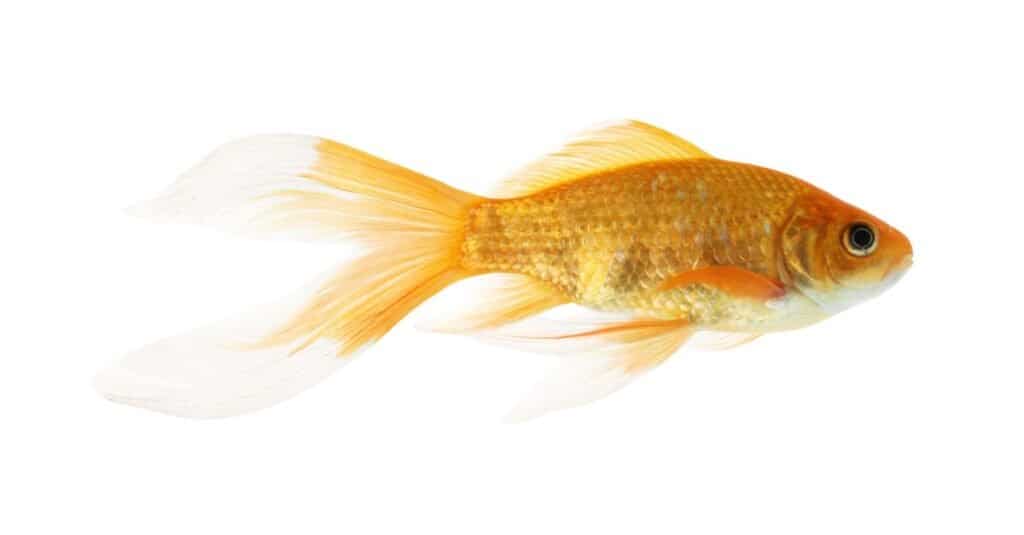 Every Type of Goldfish: Color, Size and Care Tips