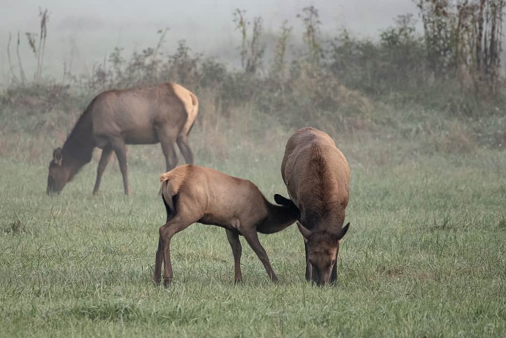 The Largest American Elk Ever Caught in Oklahoma