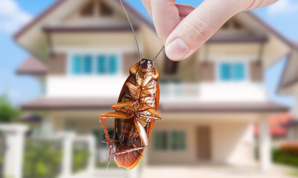 When Is Cockroach Season in Hawaii?