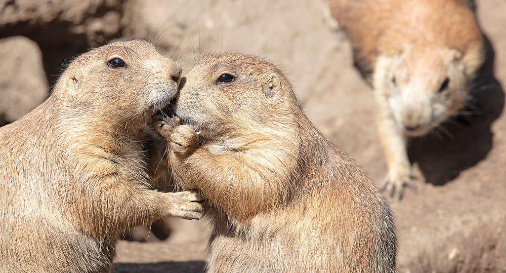 Do Prairie Dogs Make Good Pets? Discover the Pros and Cons