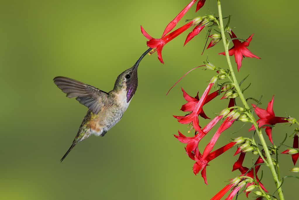 Discover Every Sound a Hummingbird Makes