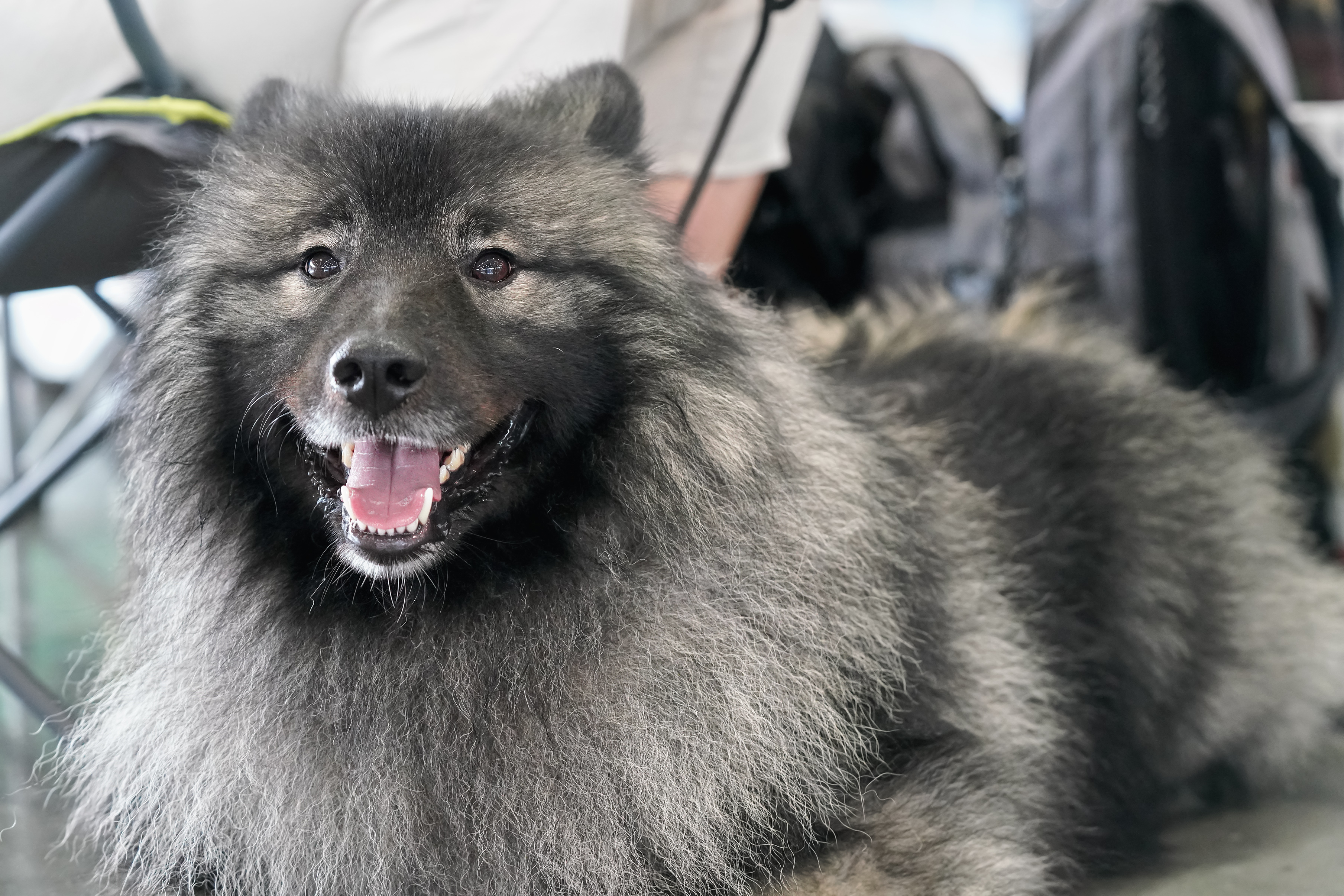 Keeshond Colors: Rarest to Most Common