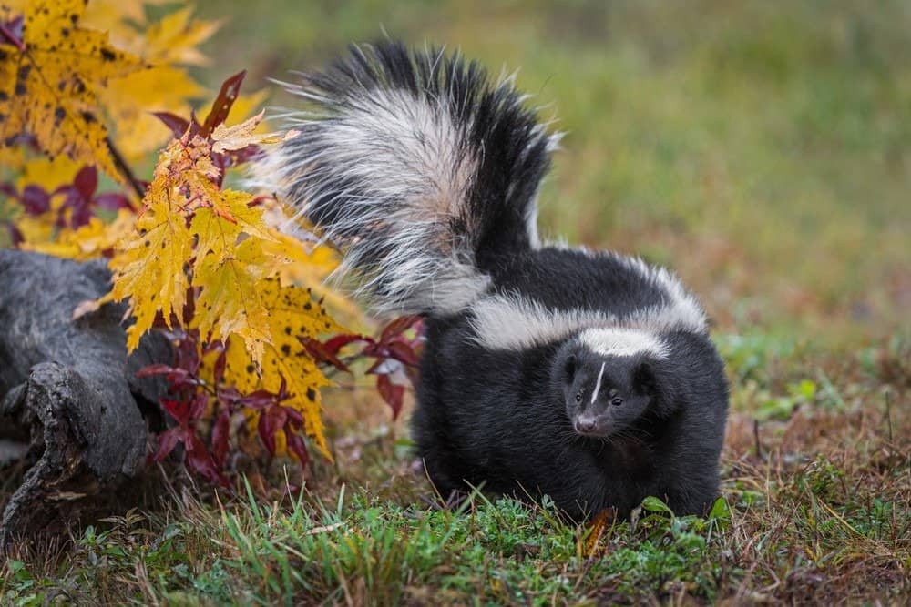 5 Common Places Skunks Live and Take Shelter