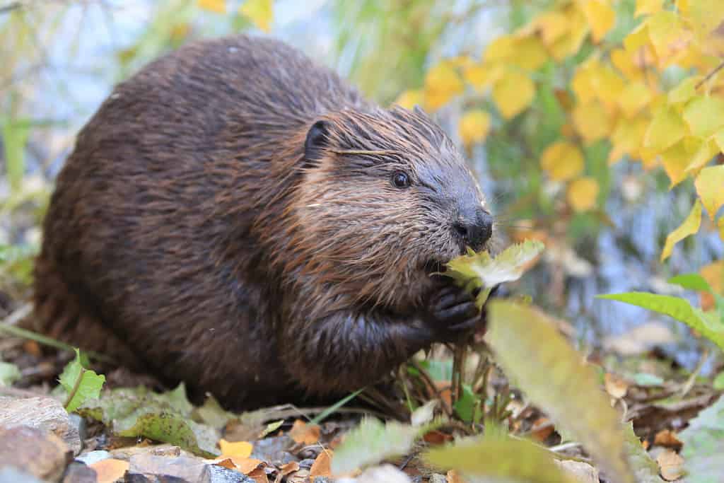 The Complete List of 38 Animals With Webbed Feet