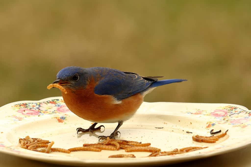 What Do Birds Eat in the Winter? 5 Common Foods