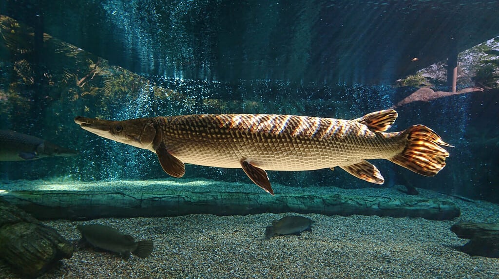 The 10 Largest Fish Ever Caught in Kansas