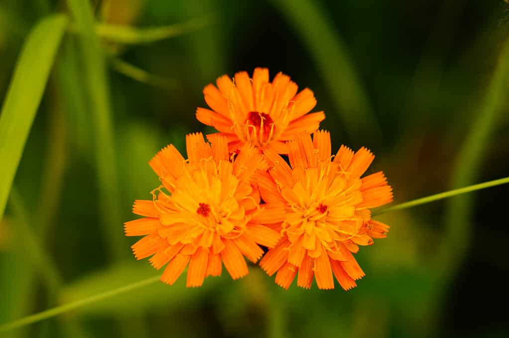 25 Beautiful Types of Orange Wildflowers