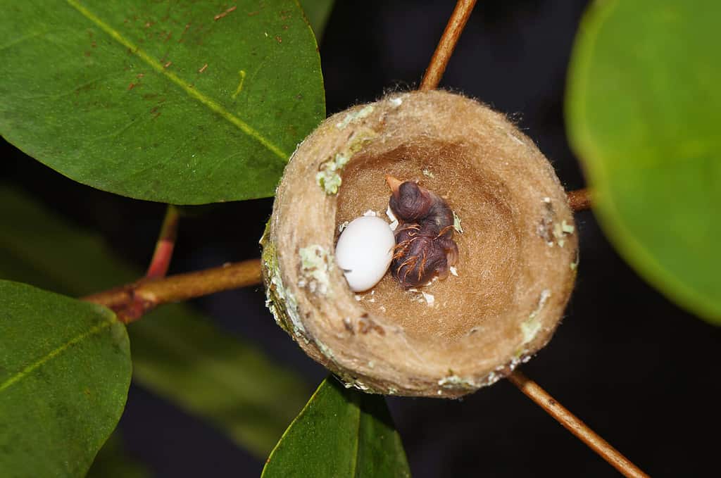 Your Complete Hummingbird Nests Guide