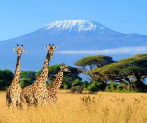 Discover the 12 Largest Volcanoes in Africa (4 Are Still Active)