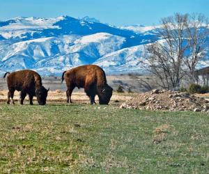 Male vs. Female Bison: 5 Key Differences