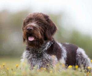 German Wirehaired Pointer Progression: Growth Chart, Milestones, and Training Tips