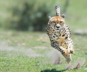 Cheetah Mother Fearlessly Defends Her Cubs Against a Much Larger Lion