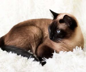 Male vs Female Siamese Cats: 4 Key Differences