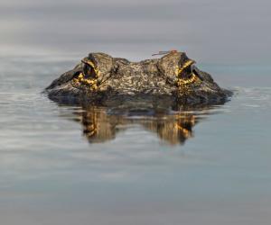 Alligator Hunting in Texas: Timing, Locations, Permits, and More!