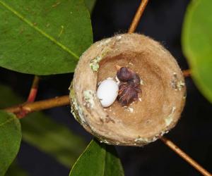 Discover What Baby Hummingbirds Eat