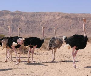 8 Amazing Birds That Call the Sahara Desert Their Home