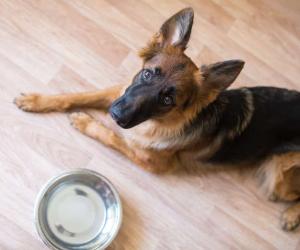 Watch a German Shepherd Puppy Play with a Kitten in the Cutest Video You'll See Today