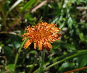 25 Beautiful Types of Orange Wildflowers