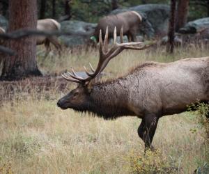 The Largest American Elk Ever Caught in Oklahoma