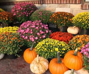 The 11 Most Colorful Fall-Blooming Flowers in Ohio