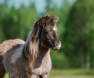 Horse Colors: The Complete List From Rarest to Most Common